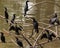 This is an image group of cormorant birds or phalacrocoracidae