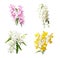 Image group of dendrobium unicum seidenf flower orchid on white background. Nature. Illustration, Generative AI
