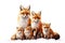 Image of group of foxs on a white background. Wildlife Animals. Illustration, Generative AI