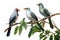 Image of group of green billed malkoha bird on a branch on a white background. Birds. Animals. Illustration, Generative AI