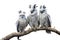 Image of group of harpy eagle on a branch on a white background. Birds. Animals. Illustration, Generative AI