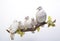 Image of group of javanese dove on a branch on a white background. Birds. Animals. Illustration, Generative AI