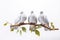 Image of group of javanese dove on a branch on a white background. Birds. Animals. Illustration, Generative AI