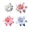 Image group of kadupul flower on white background. Nature. Illustration, Generative AI