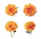 Image group of marigold flower on white background. Nature. Illustration, Generative AI
