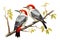 Image of group of red-bellied woodpecker on a branch on a white background. Birds. Animals. Illustration, Generative AI