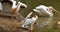 This is an image group of rosy pelican bird