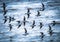 Image of a group of seabirds flying closely together with their wings extended.