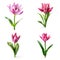 Image group of siam tulip flowers on white background. Nature. Illustration, Generative AI