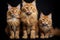 Image of group of siberian Cats on white background. Pet. Animals. Illustration, Generative AI