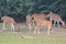 This is an image group of spotted deer eating on the grass field.