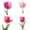 Image group of tulip flowers on white background. Nature. Illustration, Generative AI