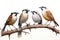 Image of group of white-crested laughing thrush birds on a branch on a white background. Birds. Animals. Illustration, Generative