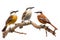 Image of group of white-crested laughing thrush birds on a branch on a white background. Birds. Animals. Illustration, Generative