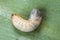 Image of grub worm beetle in garden. May beetle larva close up. Source of protein. Entomology. Food of future