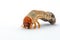 Image of grub worms, Coconut rhinoceros beetle Oryctes rhinoceros, Larva on white background.