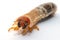 Image of grub worms, Coconut rhinoceros beetle Oryctes rhinoceros, Larva on white background.