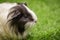 Image of guinea pig on the lawn. Pets. Animals