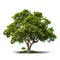 Image of gustavia tree on white background. Nature. Illustration, Generative AI