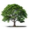 Image of gustavia tree on white background. Nature. Illustration, Generative AI