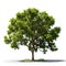 Image of gustavia tree on white background. Nature. Illustration, Generative AI
