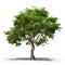 Image of gustavia tree on white background. Nature. Illustration, Generative AI
