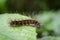 Image of Hairy caterpillar & x28;Eupterote testacea& x29;