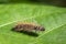 Image of Hairy caterpillar Eupterote testacea.