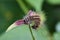 Image of Hairy caterpillar Eupterote testacea.