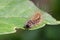 Image of Hairy caterpillar Eupterote testacea