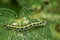 Image of Hairy caterpillar Eupterote testacea.