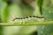 Image of Hairy caterpillar Eupterote testacea