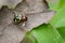 Image of halloween crab spider.