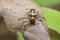 Image of halloween crab spider & x28;Camaricus formosus& x29;