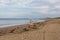 Image of happy Beige and white Siberian Husky dog running on the beach at seaside