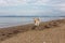 Image of happy Beige and white Siberian Husky dog running on the beach at seaside