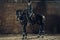 Image of happy female sitting on purebred horse