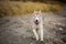 Image of happy and funny Beige and white Siberian Husky dog running on the beach at seaside in autumn