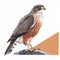 Image of hawk or falcon perched on top of rock. The bird is positioned near edge, with its wings spread out and looking