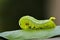 Image of Hawk Moth Caterpillar Daphnis nerii, Sphingidae