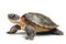 image of hawksbill turtle on white background. underwater animals. Reptile. illustration, generative AI