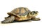 image of hawksbill turtle on white background. underwater animals. Reptile. illustration, generative AI