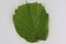 Image of Hazelnut leaf on white.