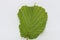 Image of Hazelnut leaf on white.