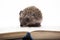 Image of hedgehog book white background
