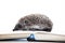 Image of hedgehog book white background