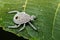 Image of Hemiptera bug on green leaves. Insect.