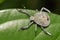 Image of Hemiptera bug on green leaves. Insect.