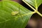 Image of hemiptera bugs on green leaves. Insect