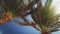 Image of high palm trees at sunny windy day against bright blue sky and sun